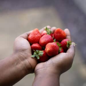 Erdbeeren als wertvolle Nährstoffquelle bei Kinderwunsch